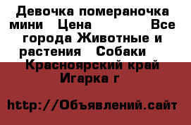 Девочка помераночка мини › Цена ­ 50 000 - Все города Животные и растения » Собаки   . Красноярский край,Игарка г.